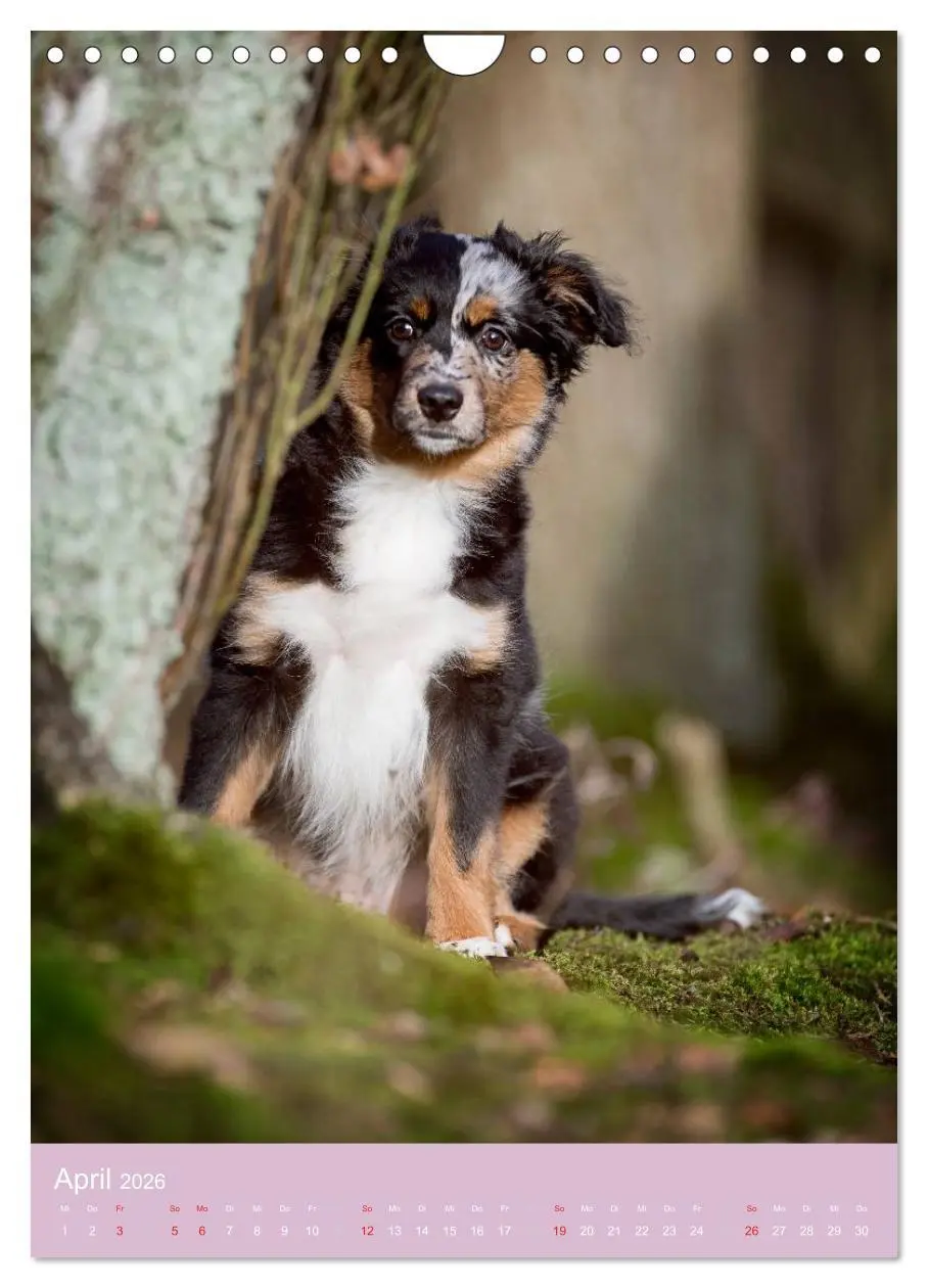Bild: 9783516470093 | Tierkinder Hunde und Katzen (Wandkalender 2026 DIN A4 hoch),...