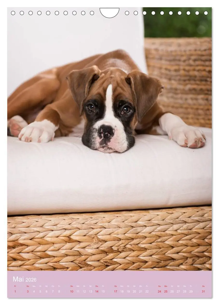 Bild: 9783516470093 | Tierkinder Hunde und Katzen (Wandkalender 2026 DIN A4 hoch),...