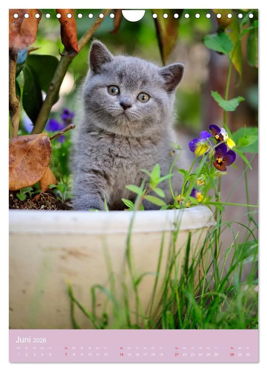 Bild: 9783516470093 | Tierkinder Hunde und Katzen (Wandkalender 2026 DIN A4 hoch),...