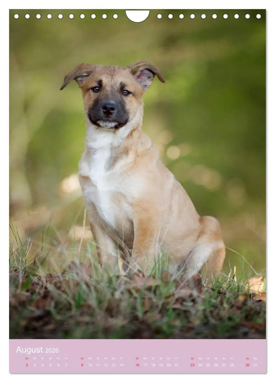 Bild: 9783516470093 | Tierkinder Hunde und Katzen (Wandkalender 2026 DIN A4 hoch),...