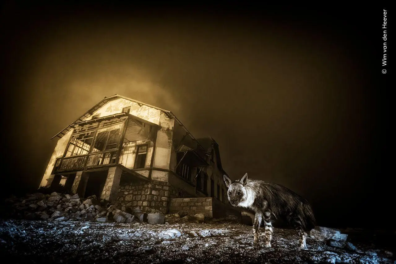 Bild: 9783989620193 | Wildlife Fotografien des Jahres - Portfolio 35 | Museum | Buch | 2025