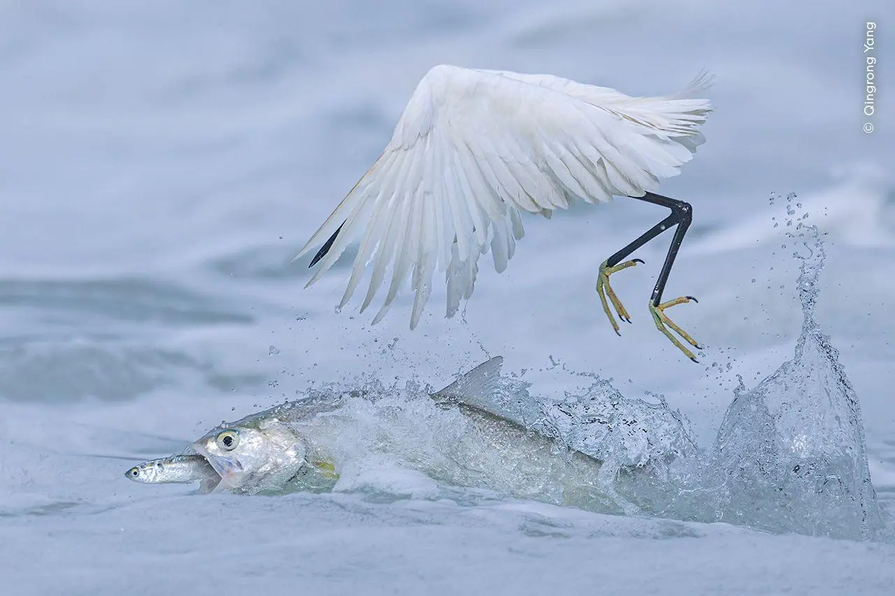 Bild: 9783989620193 | Wildlife Fotografien des Jahres - Portfolio 35 | Museum | Buch | 2025