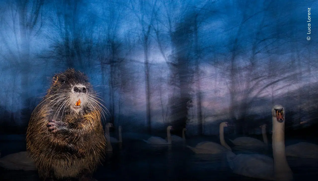 Bild: 9783989620193 | Wildlife Fotografien des Jahres - Portfolio 35 | Museum | Buch | 2025