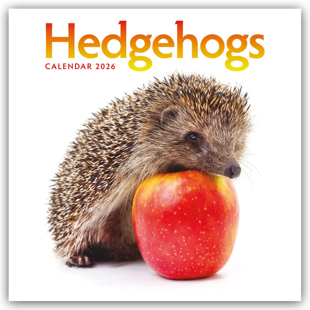 Cover: 9781529830293 | Hedgehogs - Igel 2026 - Wand-Kalender | Carousel Calendar | Kalender