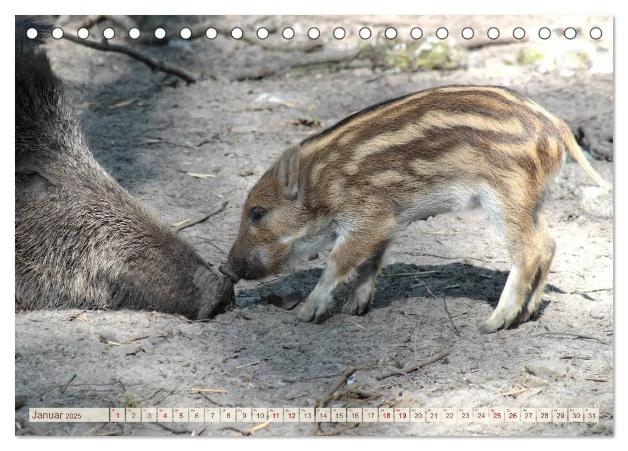 Bild: 9783435410293 | Tierische Schweinerei (Tischkalender 2025 DIN A5 quer), CALVENDO...