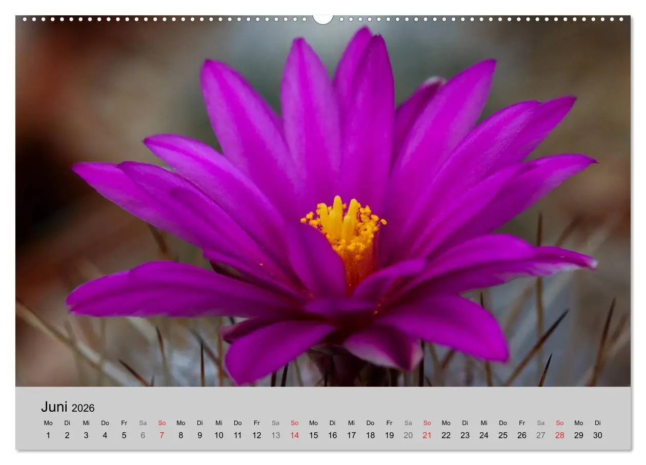Bild: 9783516070293 | Blütensymphonie - Kakteen und Sukkulenten (hochwertiger Premium...