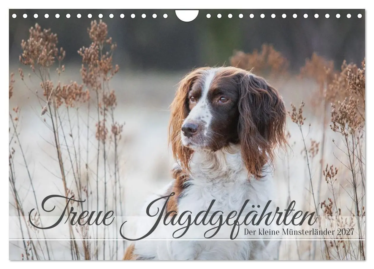Cover: 9783569080393 | Treue Jagdgefährten Der kleine Münsterländer (Wandkalender 2027 DIN...