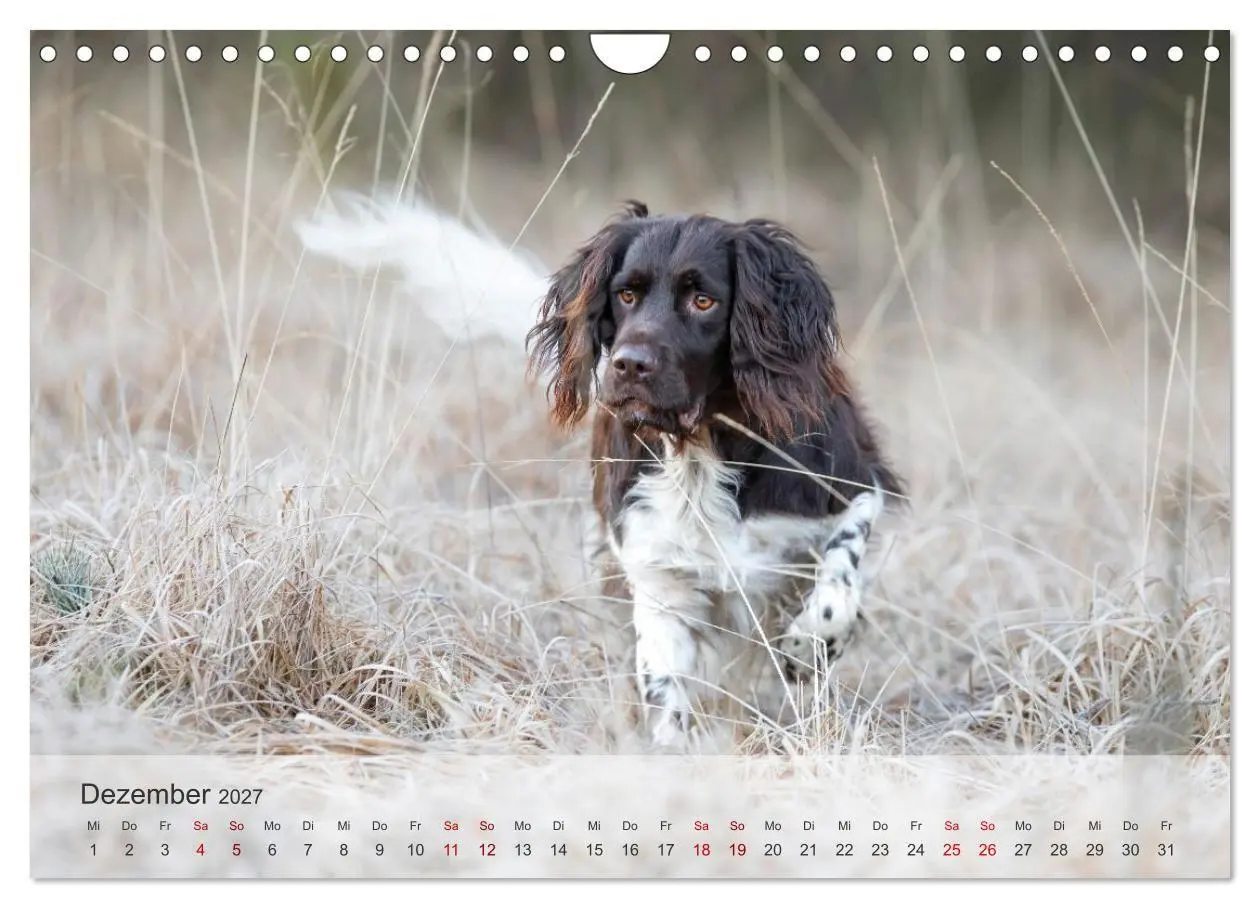 Bild: 9783569080393 | Treue Jagdgefährten Der kleine Münsterländer (Wandkalender 2027 DIN...
