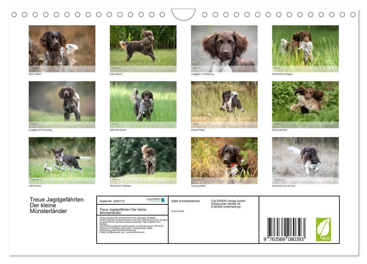 Bild: 9783569080393 | Treue Jagdgefährten Der kleine Münsterländer (Wandkalender 2027 DIN...