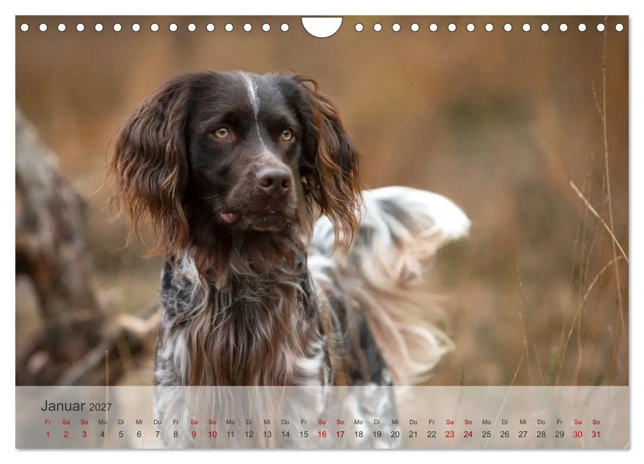 Bild: 9783569080393 | Treue Jagdgefährten Der kleine Münsterländer (Wandkalender 2027 DIN...