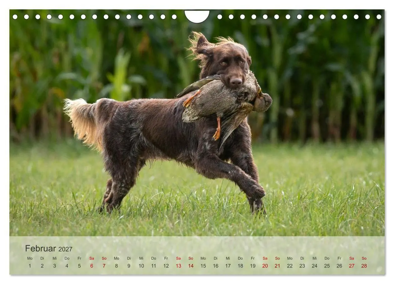 Bild: 9783569080393 | Treue Jagdgefährten Der kleine Münsterländer (Wandkalender 2027 DIN...