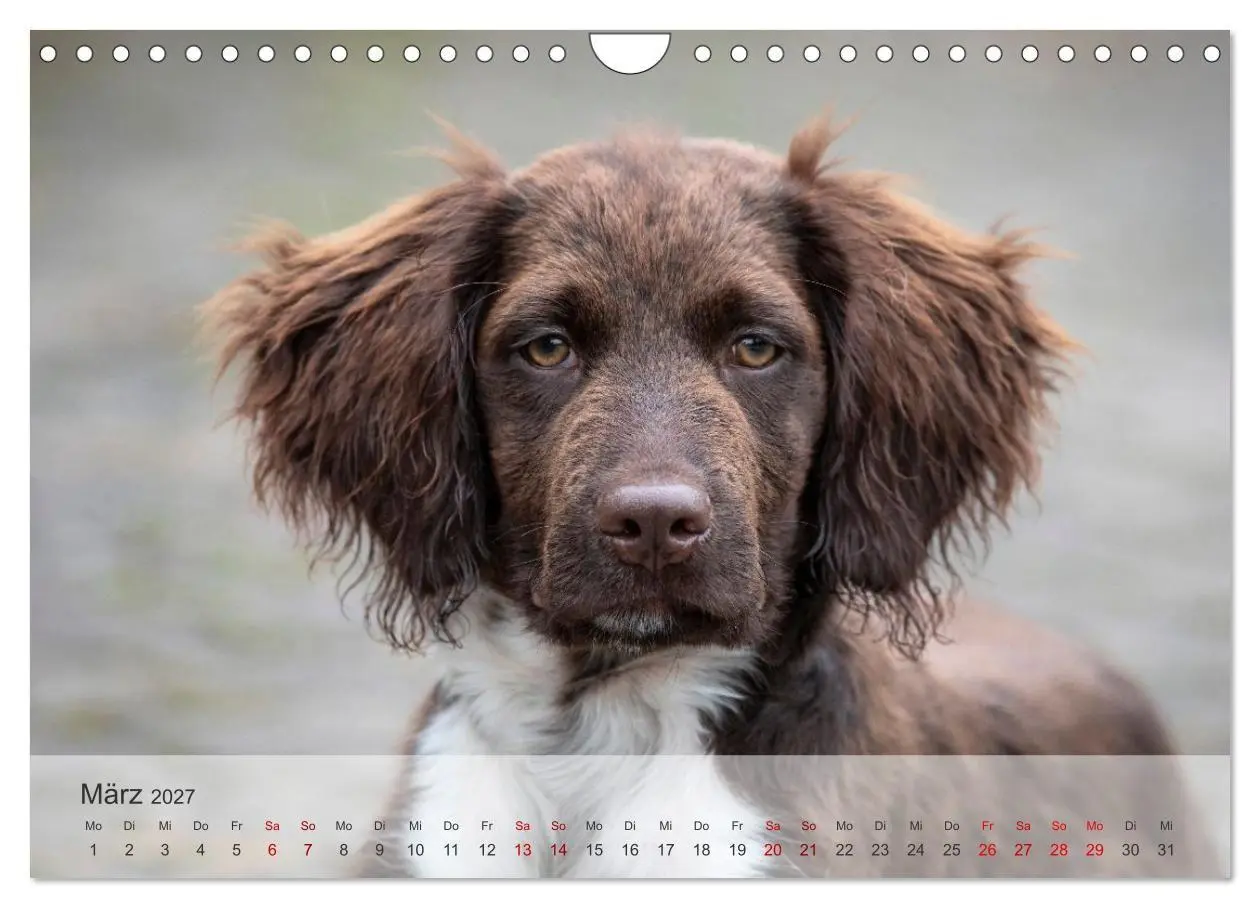 Bild: 9783569080393 | Treue Jagdgefährten Der kleine Münsterländer (Wandkalender 2027 DIN...