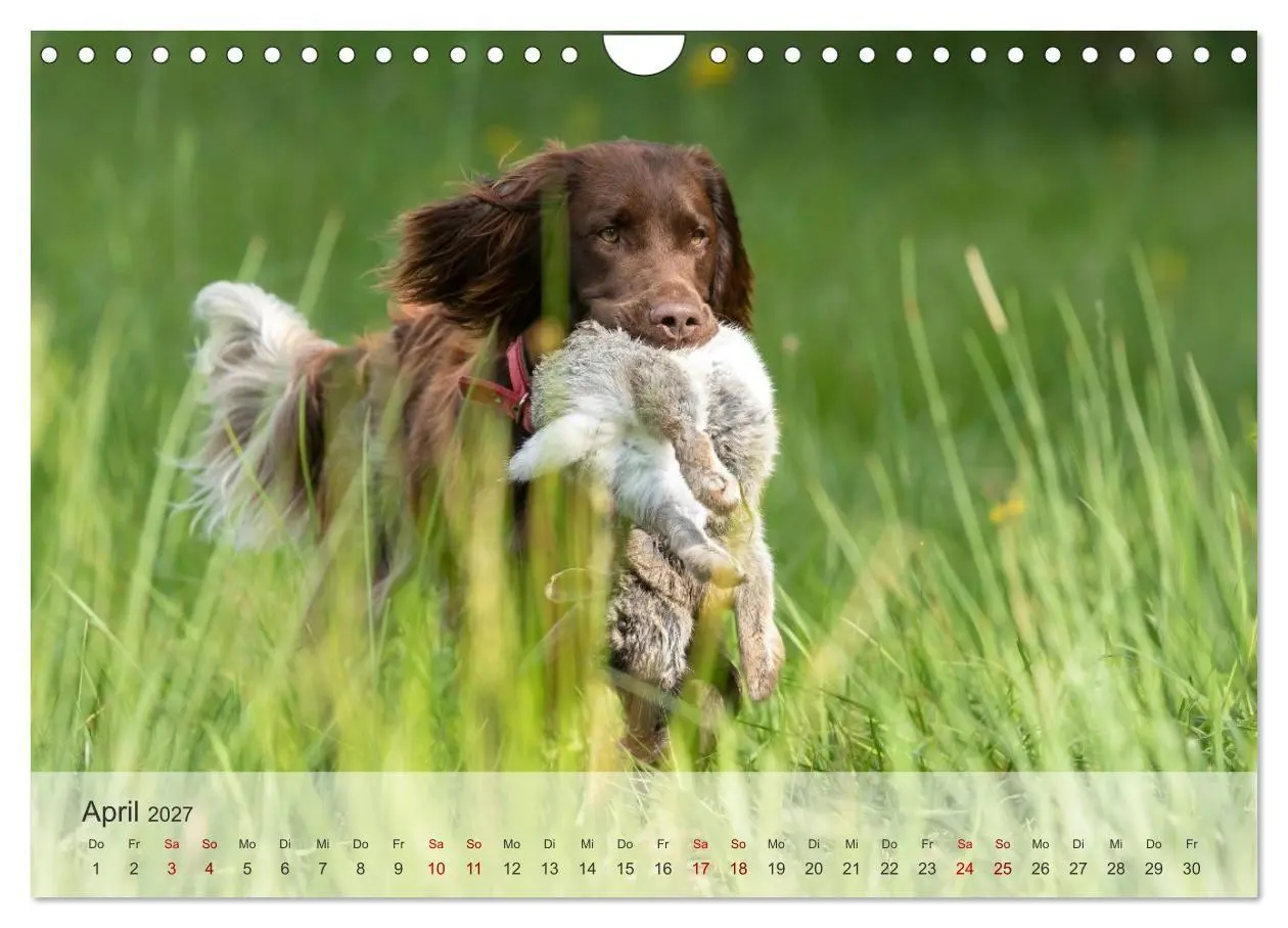 Bild: 9783569080393 | Treue Jagdgefährten Der kleine Münsterländer (Wandkalender 2027 DIN...