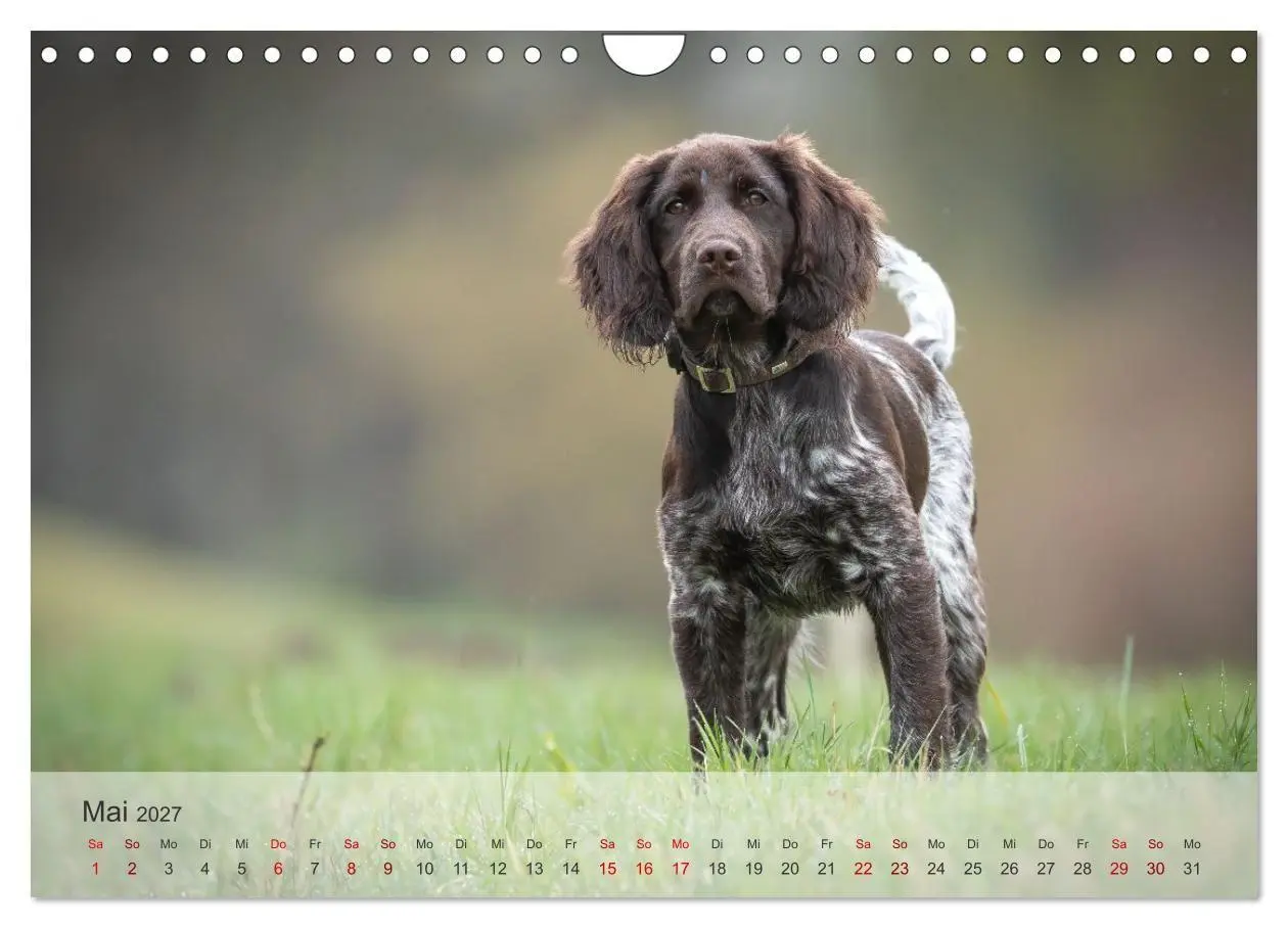 Bild: 9783569080393 | Treue Jagdgefährten Der kleine Münsterländer (Wandkalender 2027 DIN...
