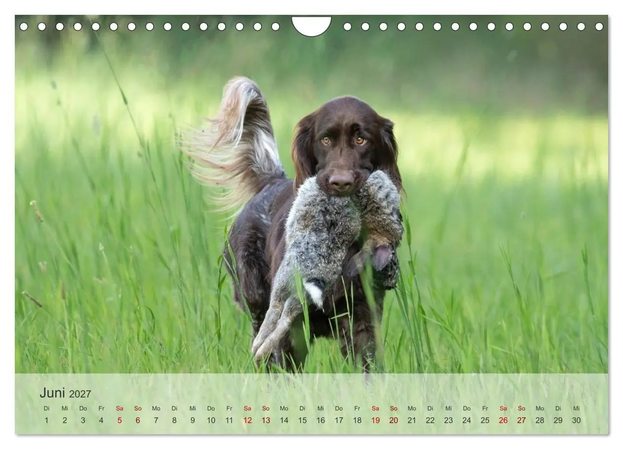 Bild: 9783569080393 | Treue Jagdgefährten Der kleine Münsterländer (Wandkalender 2027 DIN...
