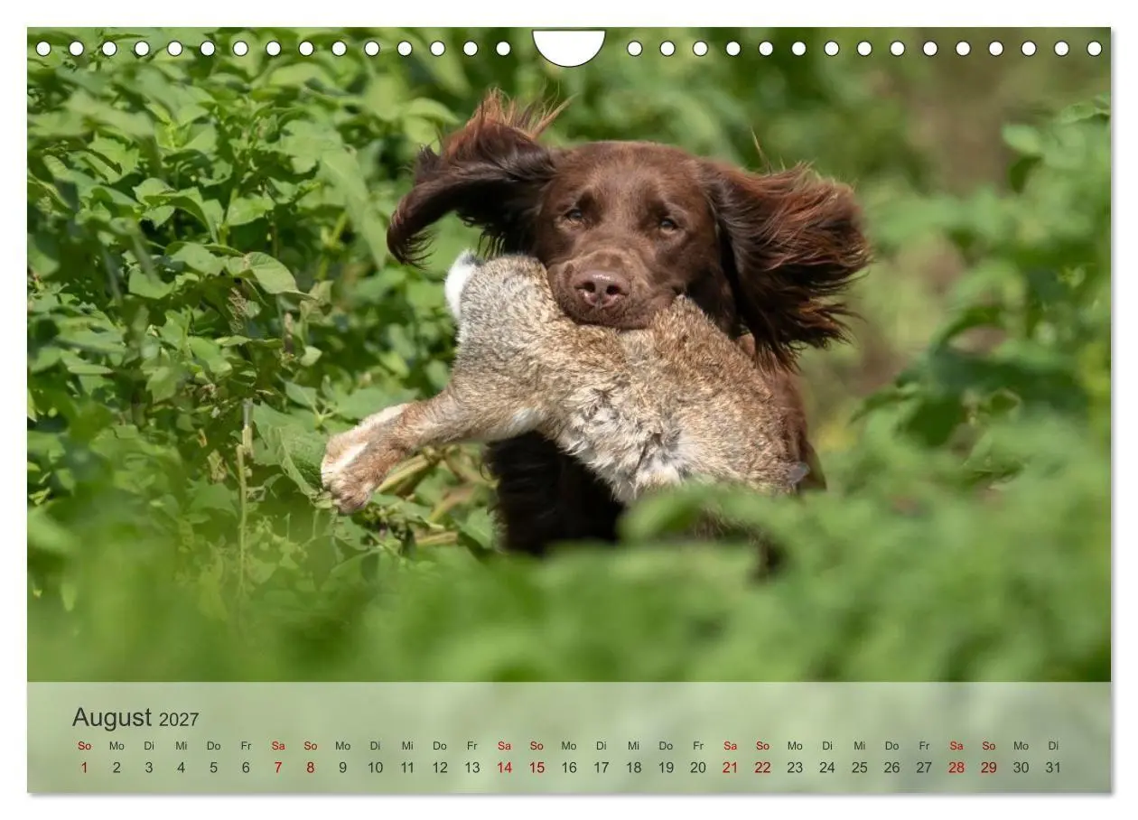 Bild: 9783569080393 | Treue Jagdgefährten Der kleine Münsterländer (Wandkalender 2027 DIN...