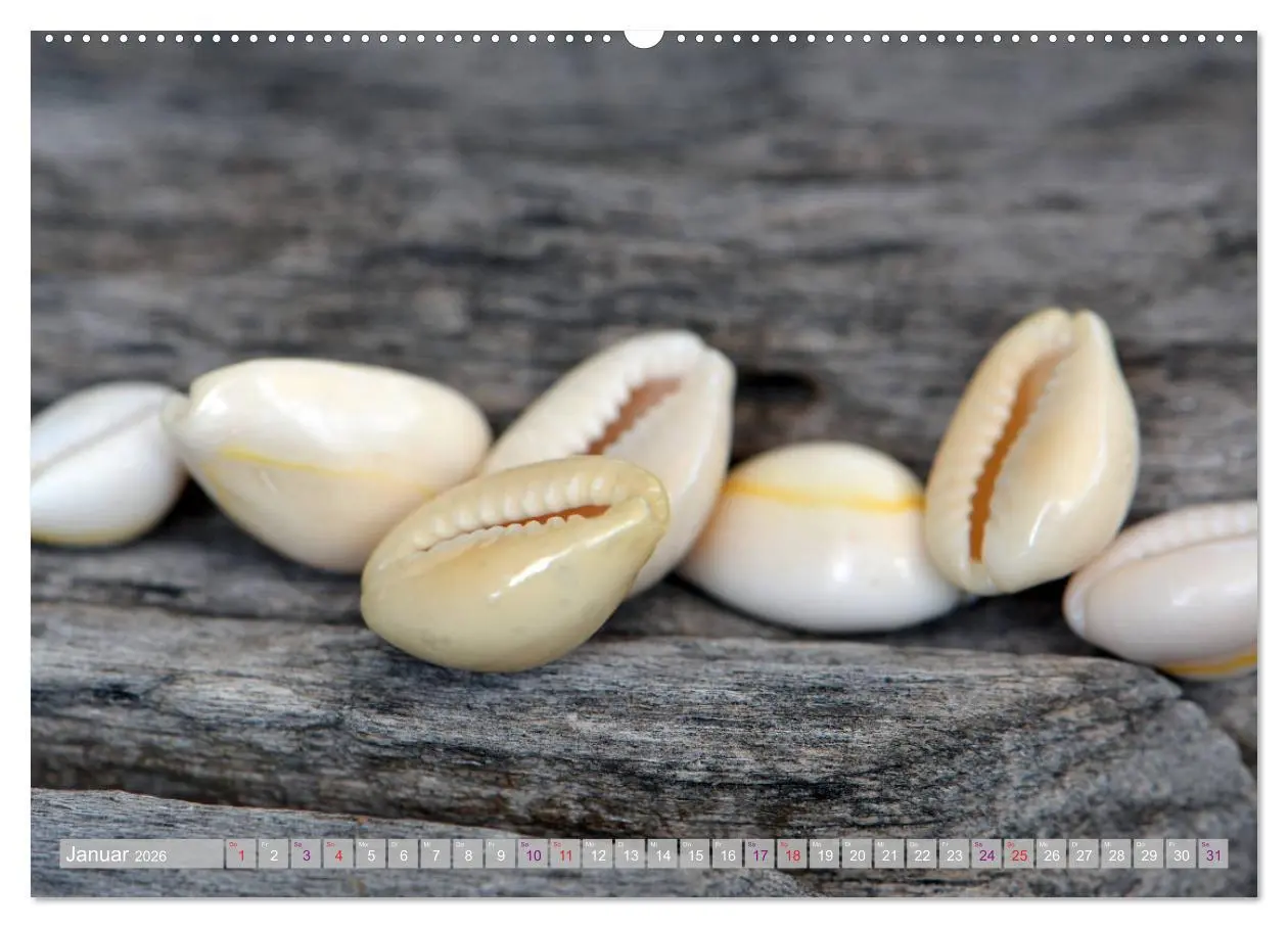 Bild: 9783457720493 | Häuser der Meere: Muscheln - Seeigel - Schnecken (hochwertiger...