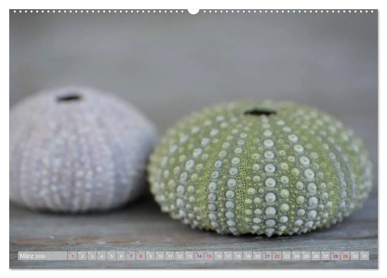 Bild: 9783457720493 | Häuser der Meere: Muscheln - Seeigel - Schnecken (hochwertiger...