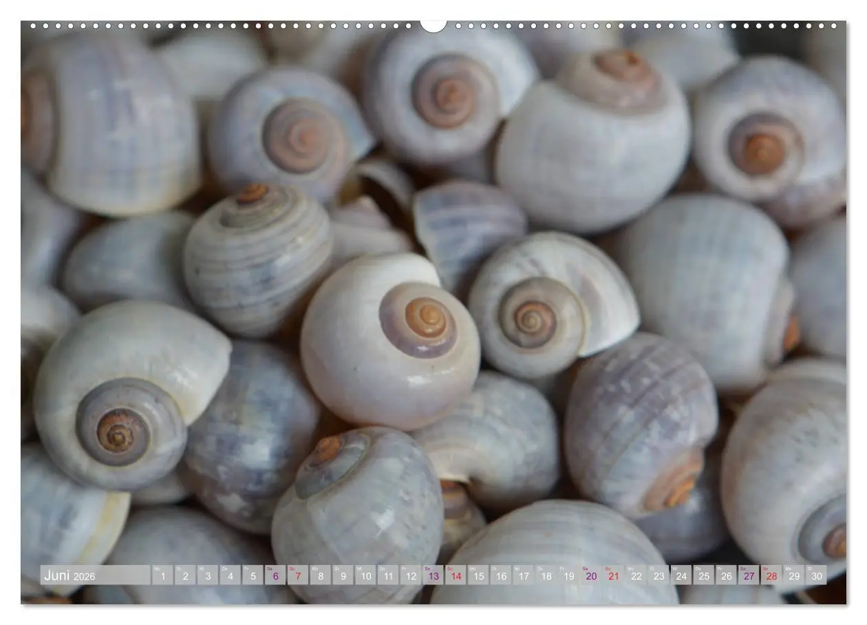 Bild: 9783457720493 | Häuser der Meere: Muscheln - Seeigel - Schnecken (hochwertiger...