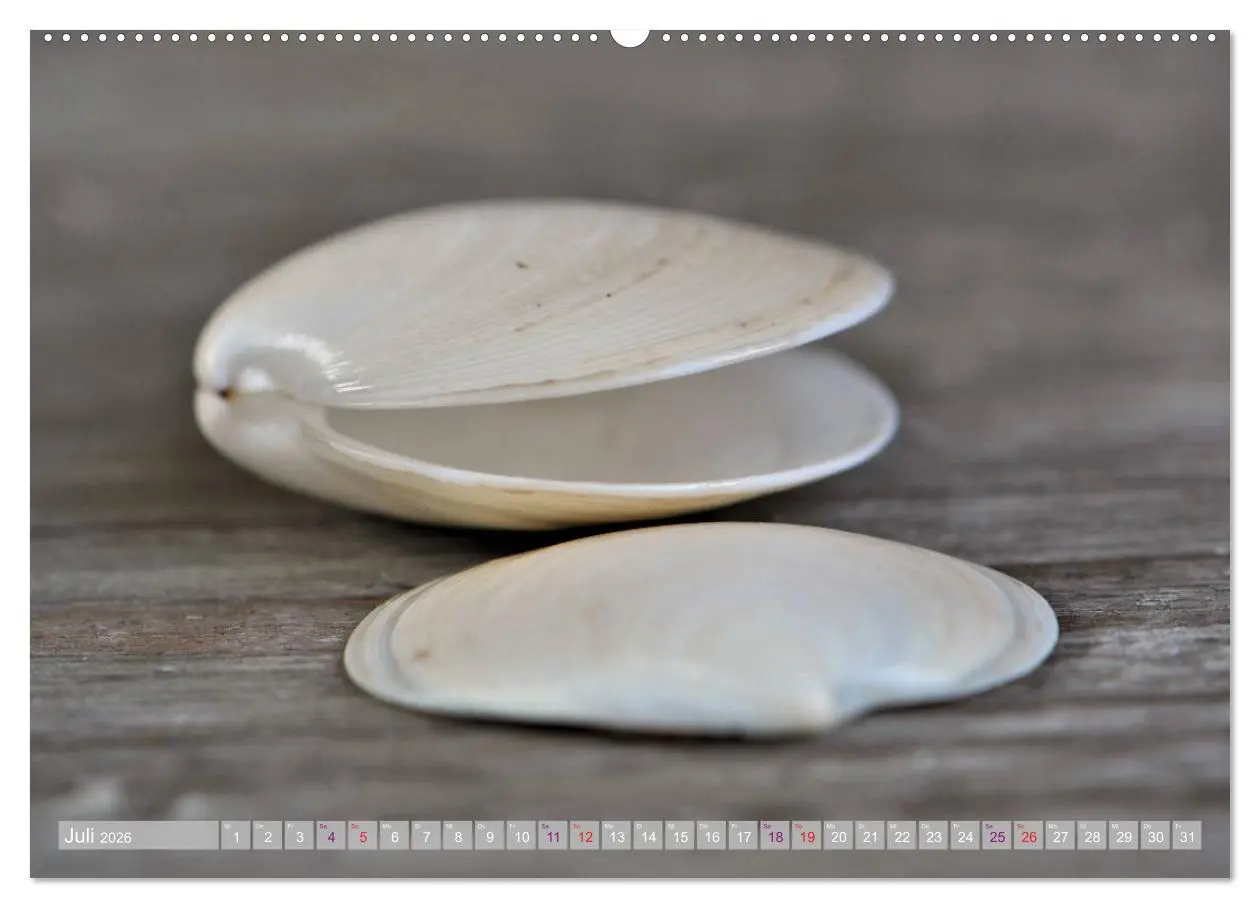 Bild: 9783457720493 | Häuser der Meere: Muscheln - Seeigel - Schnecken (hochwertiger...