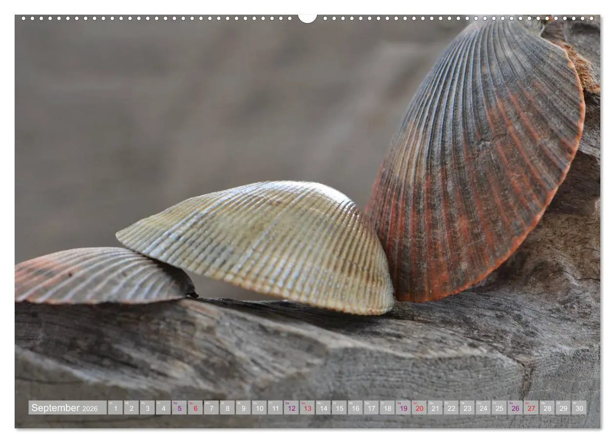 Bild: 9783457720493 | Häuser der Meere: Muscheln - Seeigel - Schnecken (hochwertiger...
