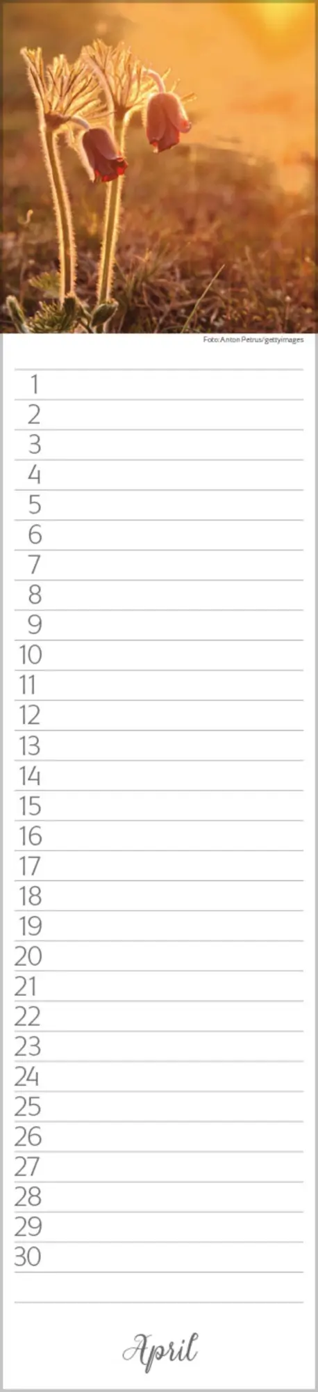 Bild: 9783731880493 | Geburtstags-Langplaner Natur Pur | Verlag Korsch | Kalender | 13 S.