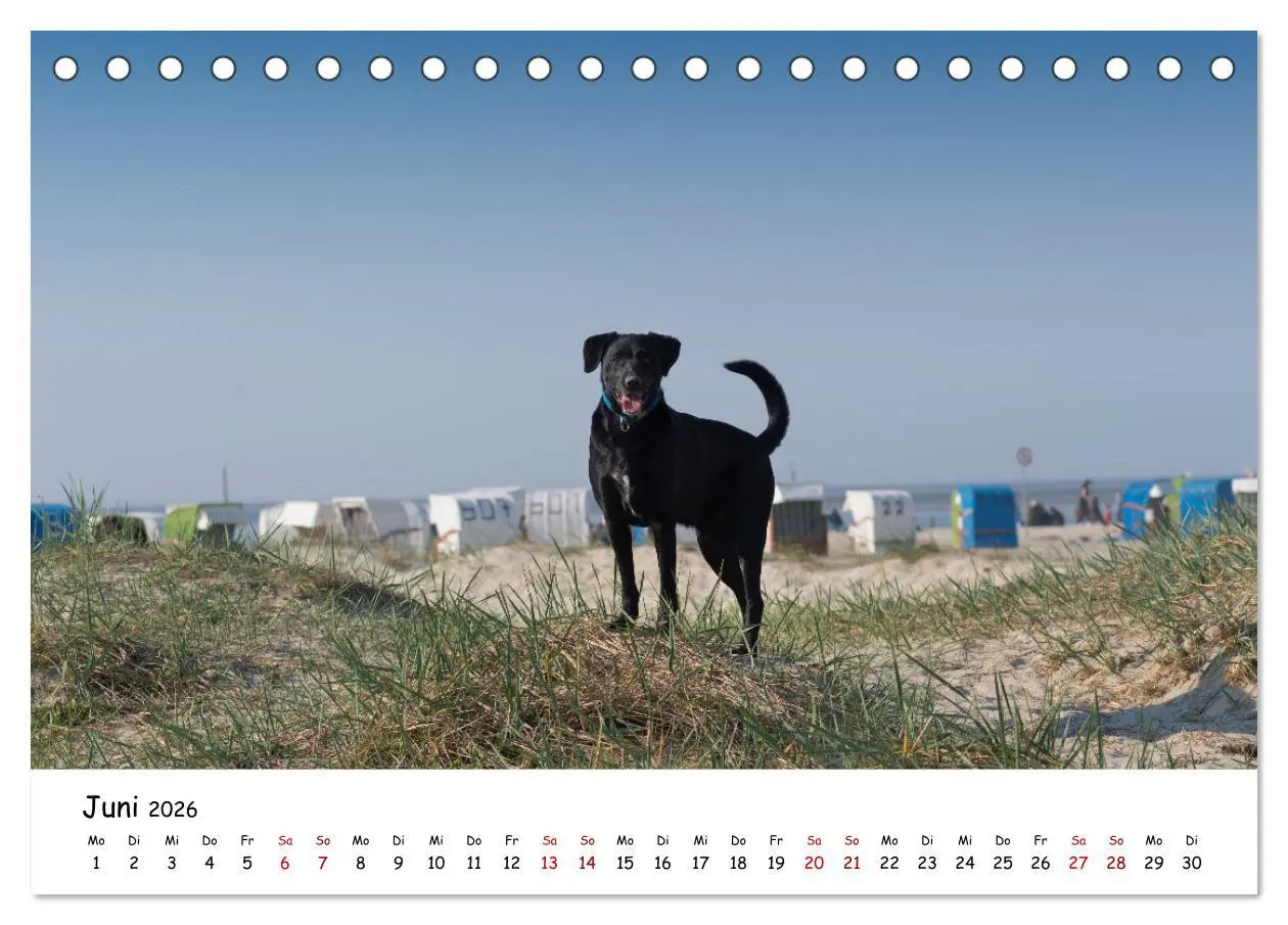 Bild: 9783457640593 | Strandurlaub mit Hund (Tischkalender 2026 DIN A5 quer), CALVENDO...
