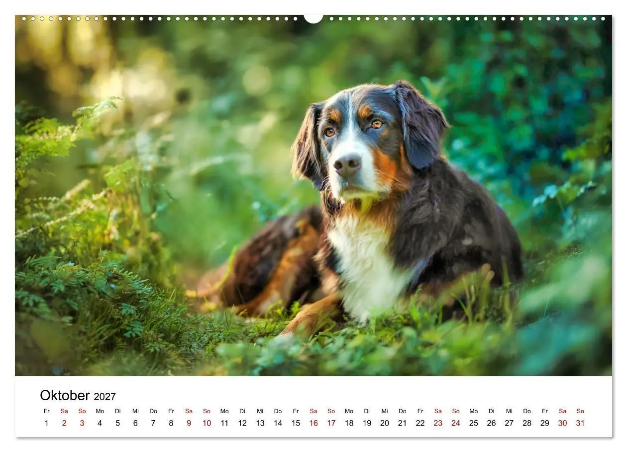 Bild: 9783516800593 | Stolz und Sanftmut - Berner Sennenhunde (Wandkalender 2027 DIN A2...