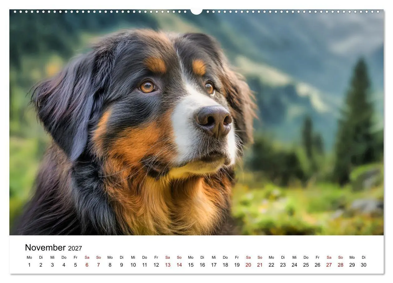 Bild: 9783516800593 | Stolz und Sanftmut - Berner Sennenhunde (Wandkalender 2027 DIN A2...