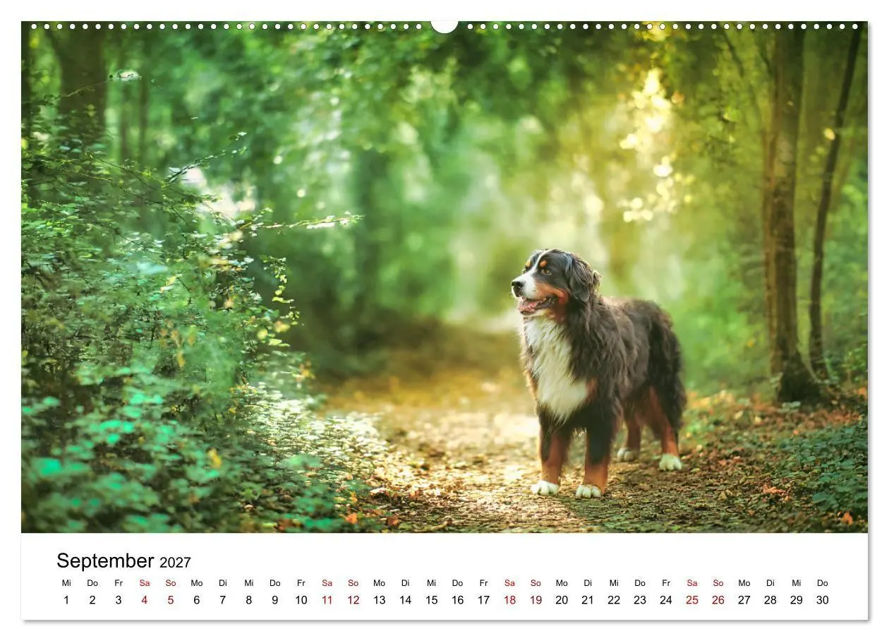 Bild: 9783516800593 | Stolz und Sanftmut - Berner Sennenhunde (Wandkalender 2027 DIN A2...