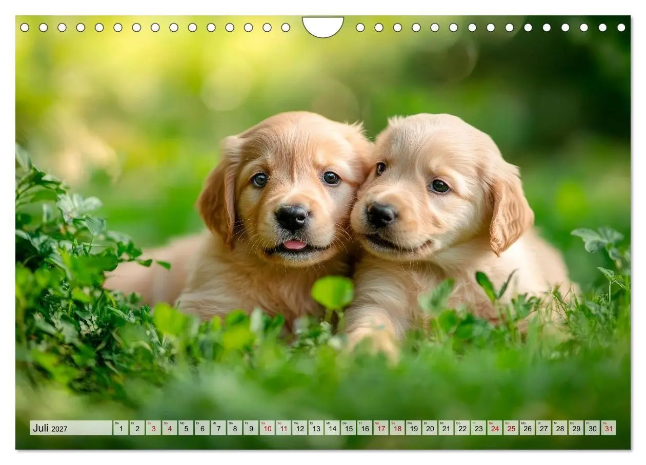Bild: 9783594260593 | Knuffige Hundewelpen - Freude auf vier Pfoten (Wandkalender 2027...