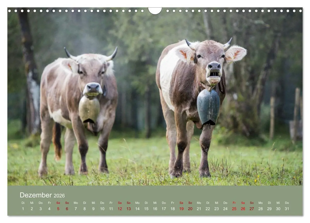 Bild: 9783457300893 | Allgäuer Rindvieh 2026 (Wandkalender 2026 DIN A3 quer), CALVENDO...