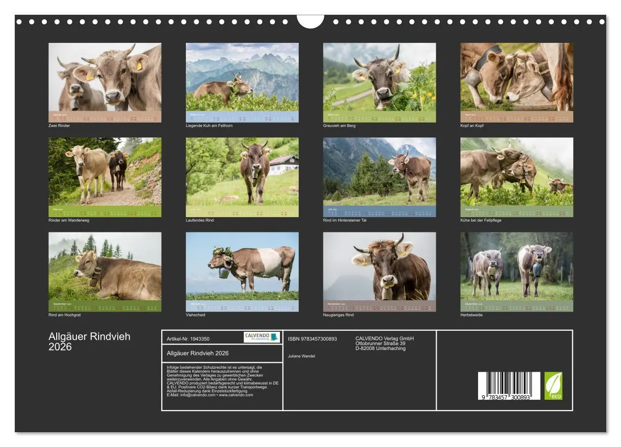 Bild: 9783457300893 | Allgäuer Rindvieh 2026 (Wandkalender 2026 DIN A3 quer), CALVENDO...