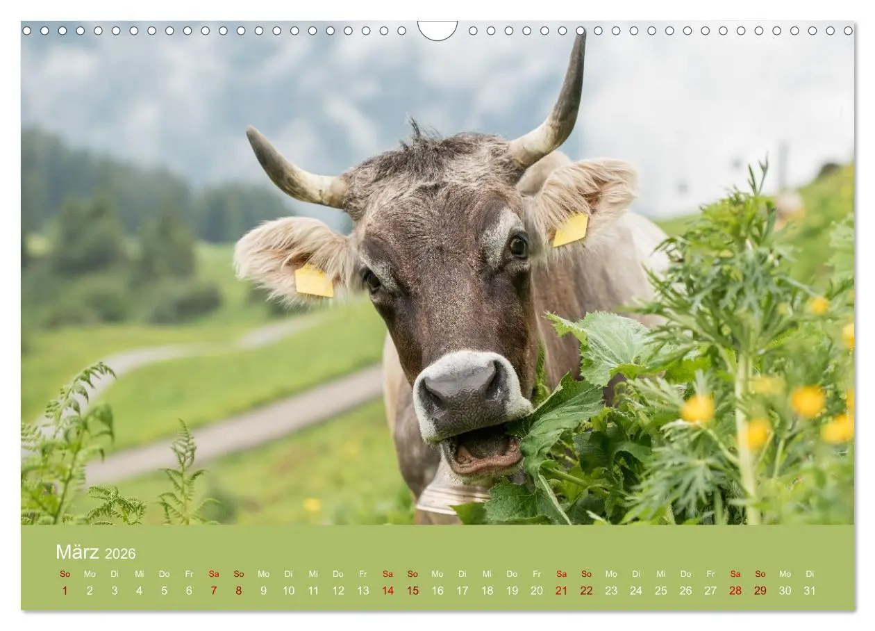 Bild: 9783457300893 | Allgäuer Rindvieh 2026 (Wandkalender 2026 DIN A3 quer), CALVENDO...