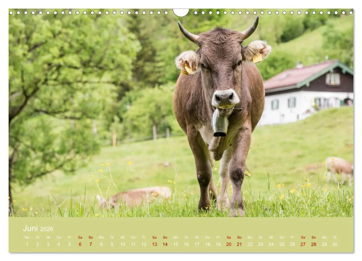 Bild: 9783457300893 | Allgäuer Rindvieh 2026 (Wandkalender 2026 DIN A3 quer), CALVENDO...