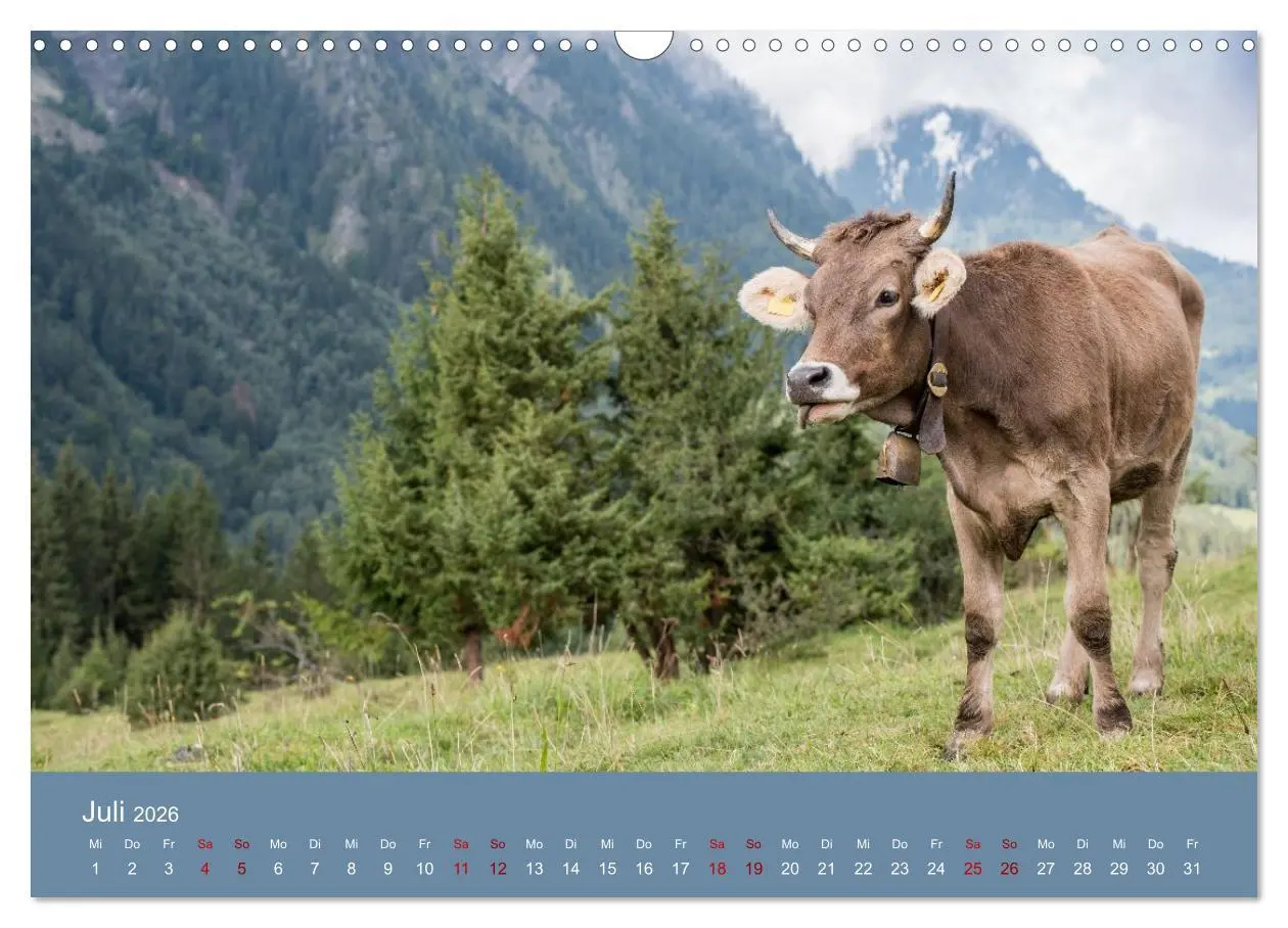 Bild: 9783457300893 | Allgäuer Rindvieh 2026 (Wandkalender 2026 DIN A3 quer), CALVENDO...