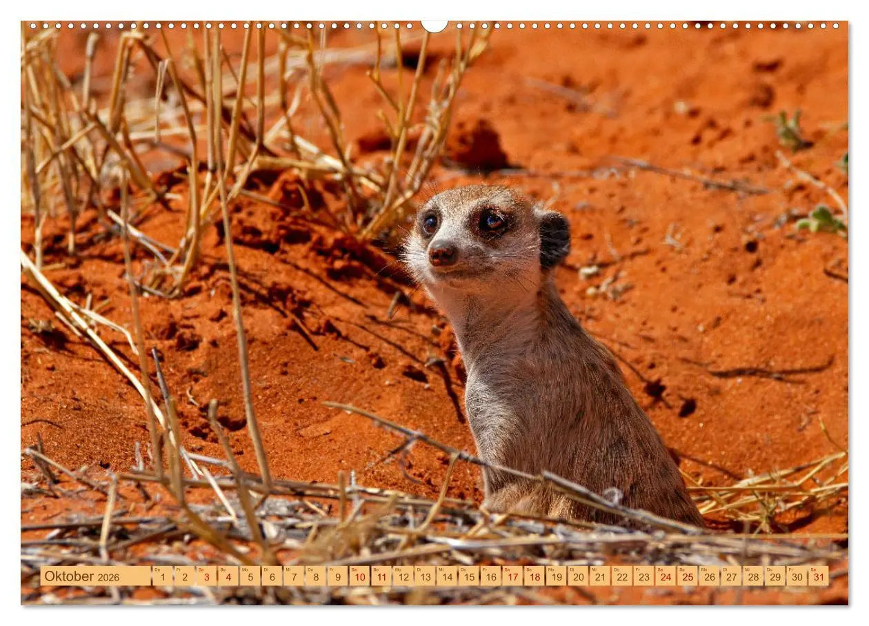 Bild: 9783457460993 | Afrikas Tierwelt - Erdmännchen (hochwertiger Premium Wandkalender...