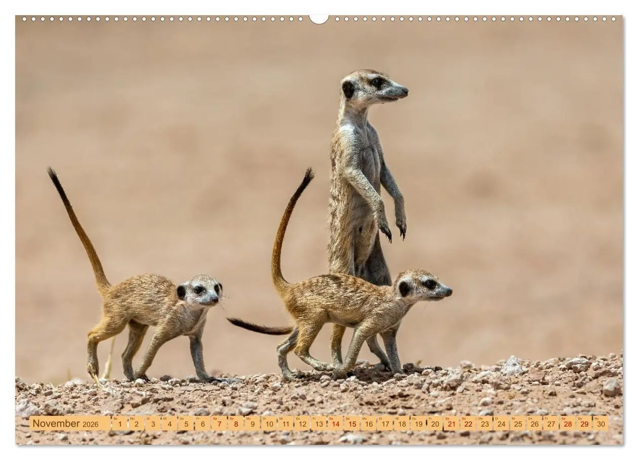Bild: 9783457460993 | Afrikas Tierwelt - Erdmännchen (hochwertiger Premium Wandkalender...