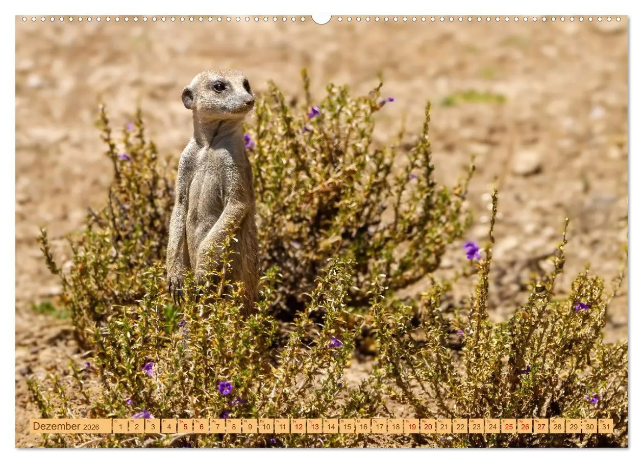 Bild: 9783457460993 | Afrikas Tierwelt - Erdmännchen (hochwertiger Premium Wandkalender...