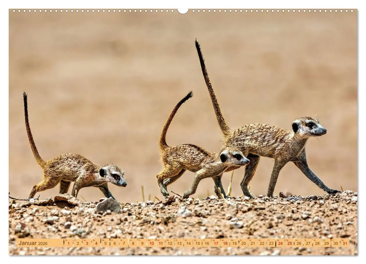 Bild: 9783457460993 | Afrikas Tierwelt - Erdmännchen (hochwertiger Premium Wandkalender...