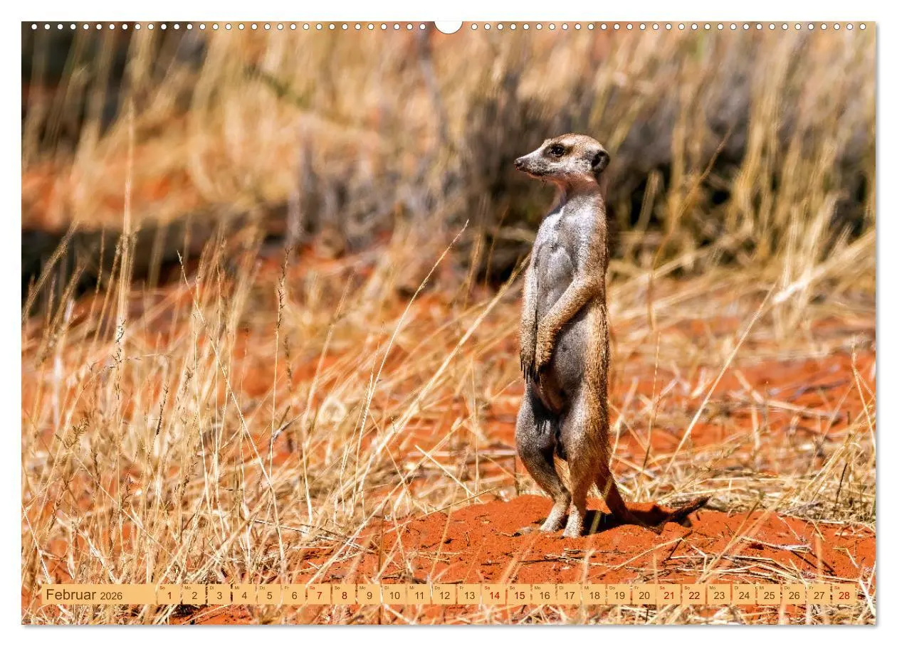 Bild: 9783457460993 | Afrikas Tierwelt - Erdmännchen (hochwertiger Premium Wandkalender...