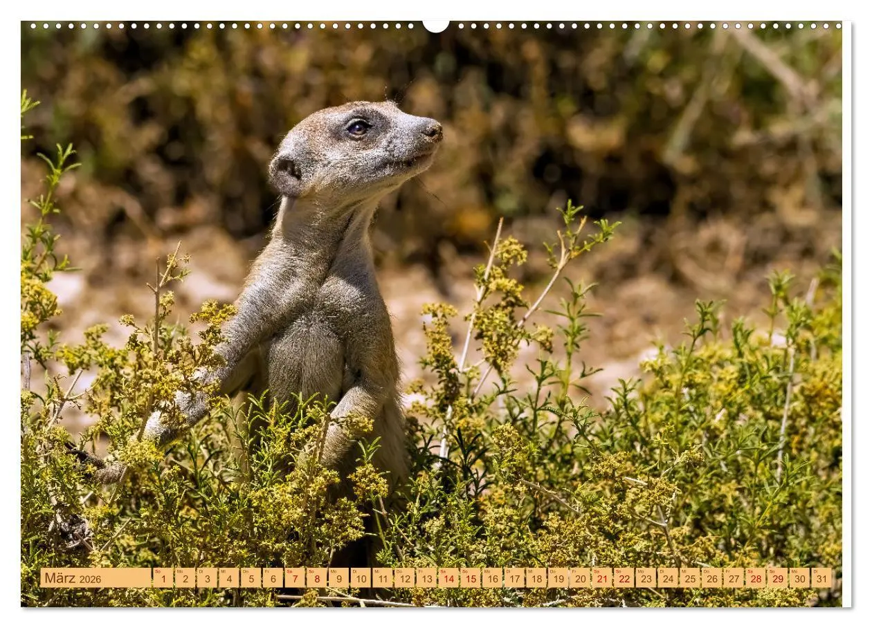 Bild: 9783457460993 | Afrikas Tierwelt - Erdmännchen (hochwertiger Premium Wandkalender...