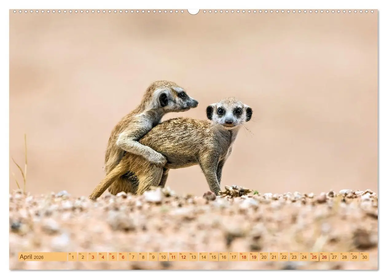 Bild: 9783457460993 | Afrikas Tierwelt - Erdmännchen (hochwertiger Premium Wandkalender...