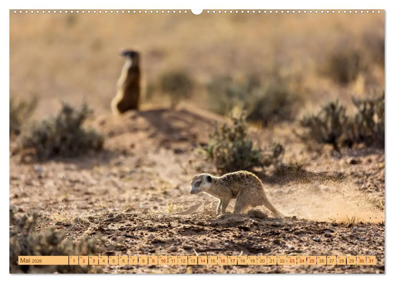 Bild: 9783457460993 | Afrikas Tierwelt - Erdmännchen (hochwertiger Premium Wandkalender...