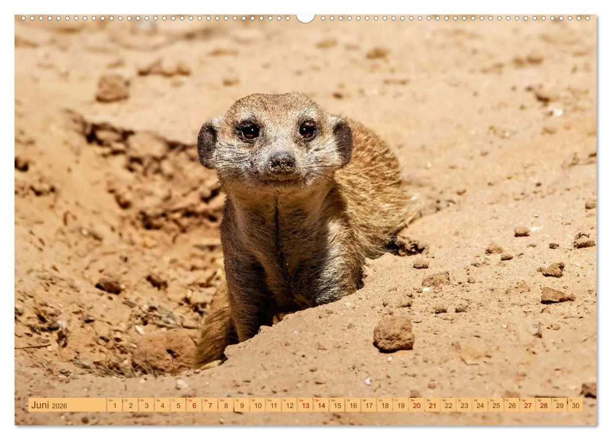 Bild: 9783457460993 | Afrikas Tierwelt - Erdmännchen (hochwertiger Premium Wandkalender...