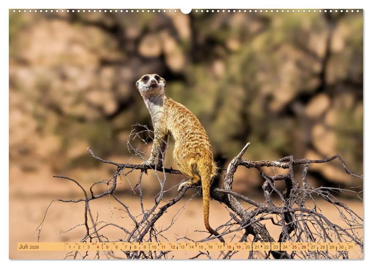 Bild: 9783457460993 | Afrikas Tierwelt - Erdmännchen (hochwertiger Premium Wandkalender...