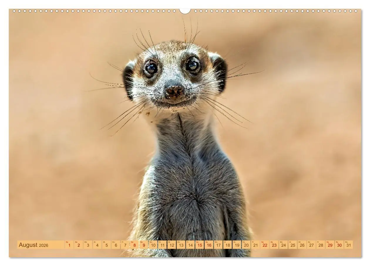 Bild: 9783457460993 | Afrikas Tierwelt - Erdmännchen (hochwertiger Premium Wandkalender...