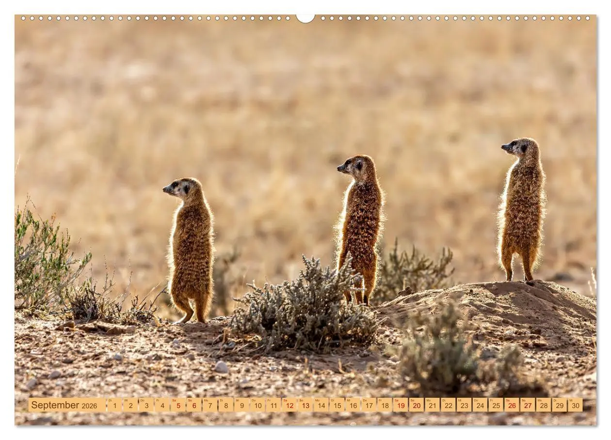 Bild: 9783457460993 | Afrikas Tierwelt - Erdmännchen (hochwertiger Premium Wandkalender...
