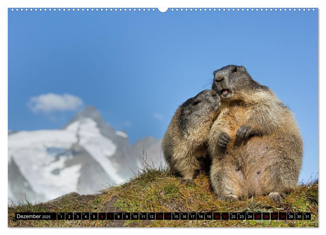 Bild: 9783383921193 | Alpenmurmeltiere - Stars vor der Kamera (Wandkalender 2025 DIN A2...