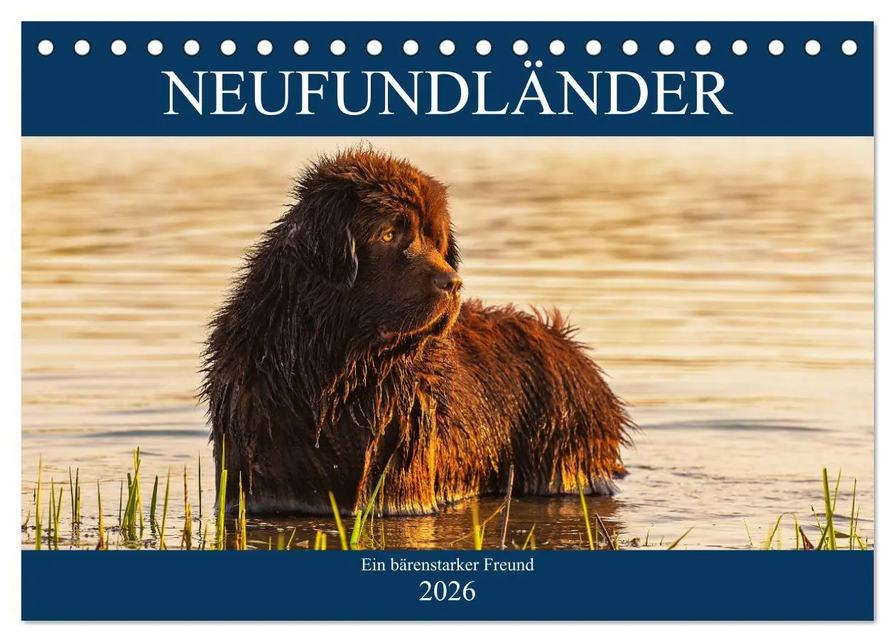 Cover: 9783457721193 | Neufundländer - Ein bärenstarker Freund (Tischkalender 2026 DIN A5...